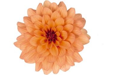 Dahlia XXL HidalgoVariety Thumbnail0.jpg